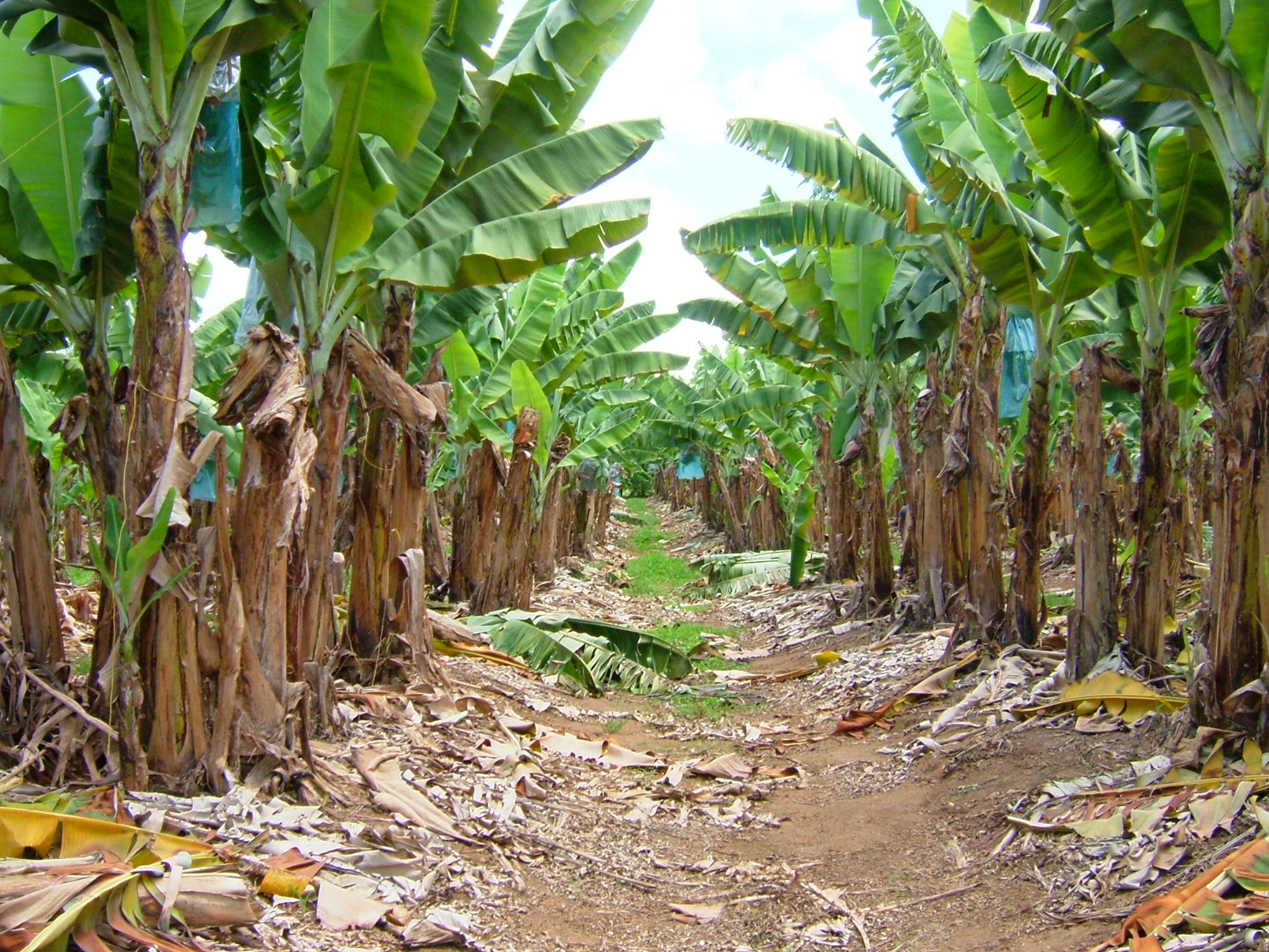 バナナファーム ケアンズスタッフ ラストリゾートオーストラリアスタッフblog