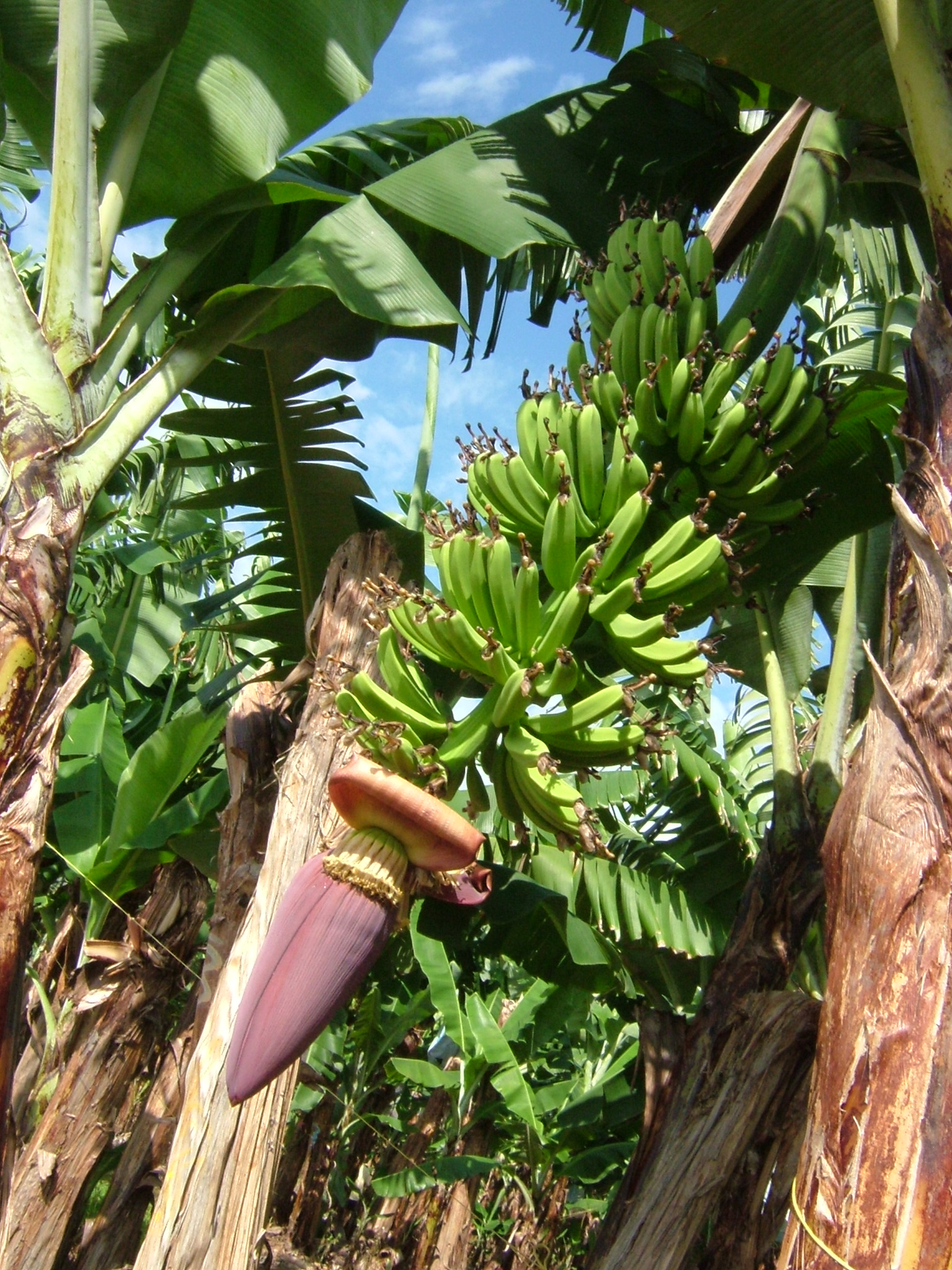 バナナファーム ケアンズスタッフ ラストリゾートオーストラリアスタッフblog