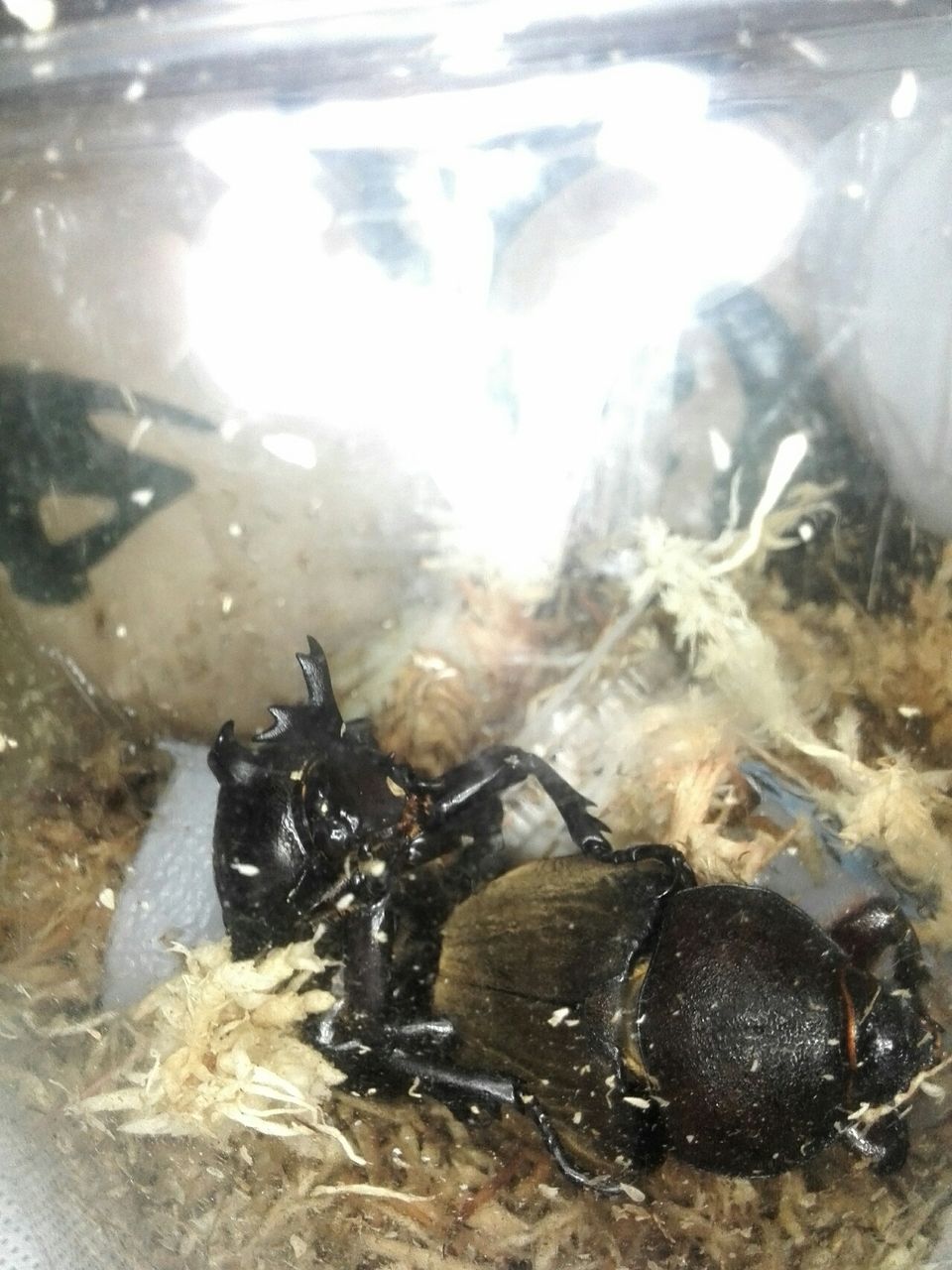 オキナワカブト 生体亜種 の 「オキナワカブト」カブトムシ - Yahoo