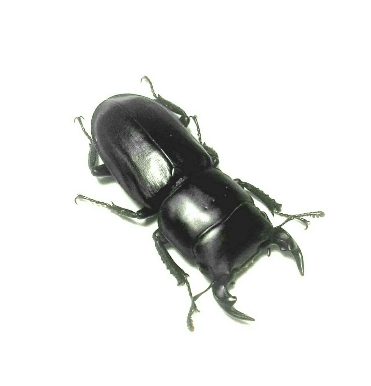 ムシモンオオクワガタ L S B Style