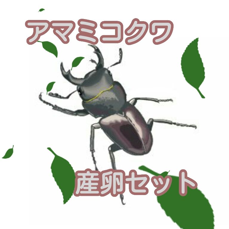 アマミコクワ 産卵セット : L.S.B. STYLE アマミコクワ 産卵セット : L.S.B. STYLE