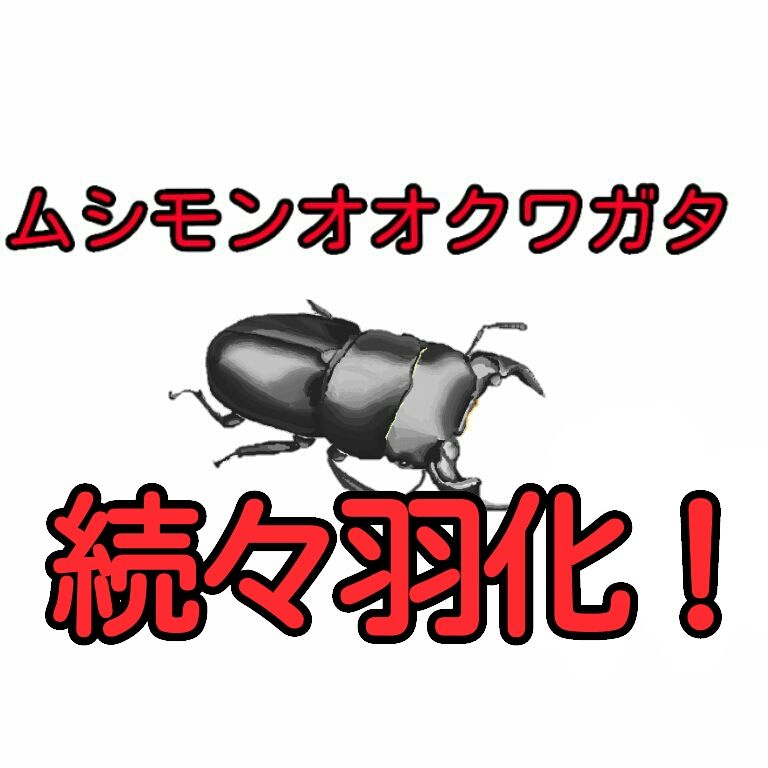 ムシモンオオクワガタ 続々羽化 L S B Style