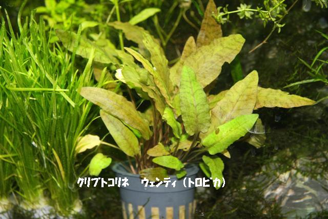 イメージ 5