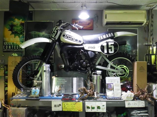 イメージ 5