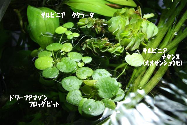 イメージ 7