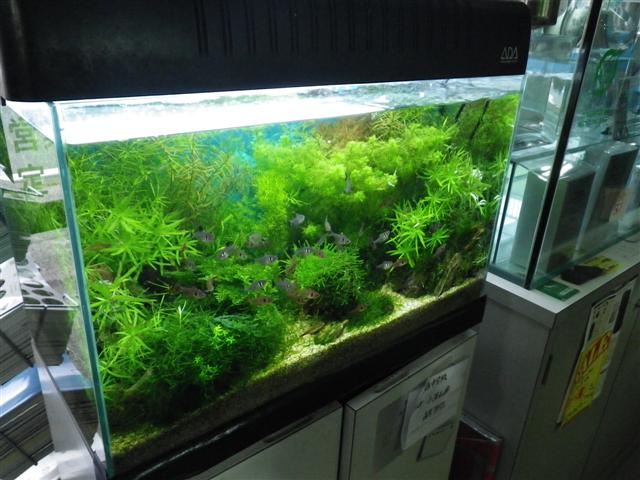 イメージ 7
