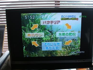 イメージ 7
