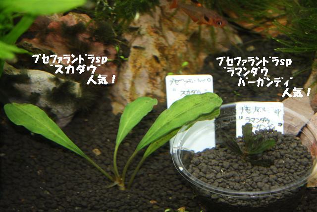 イメージ 8