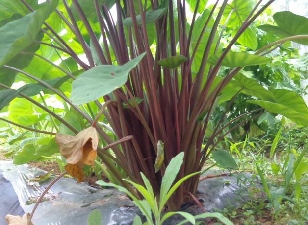 赤ずいき芋 続 永平寺のおかゆ 赤ずいき芋 続 永平寺のおかゆ