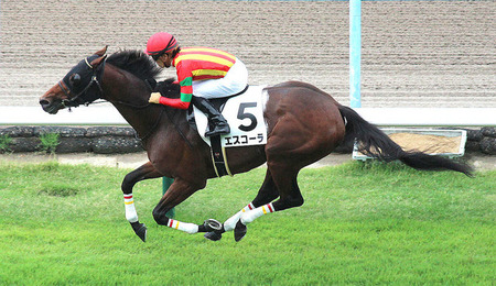 あの馬いま何してんの？ランキング