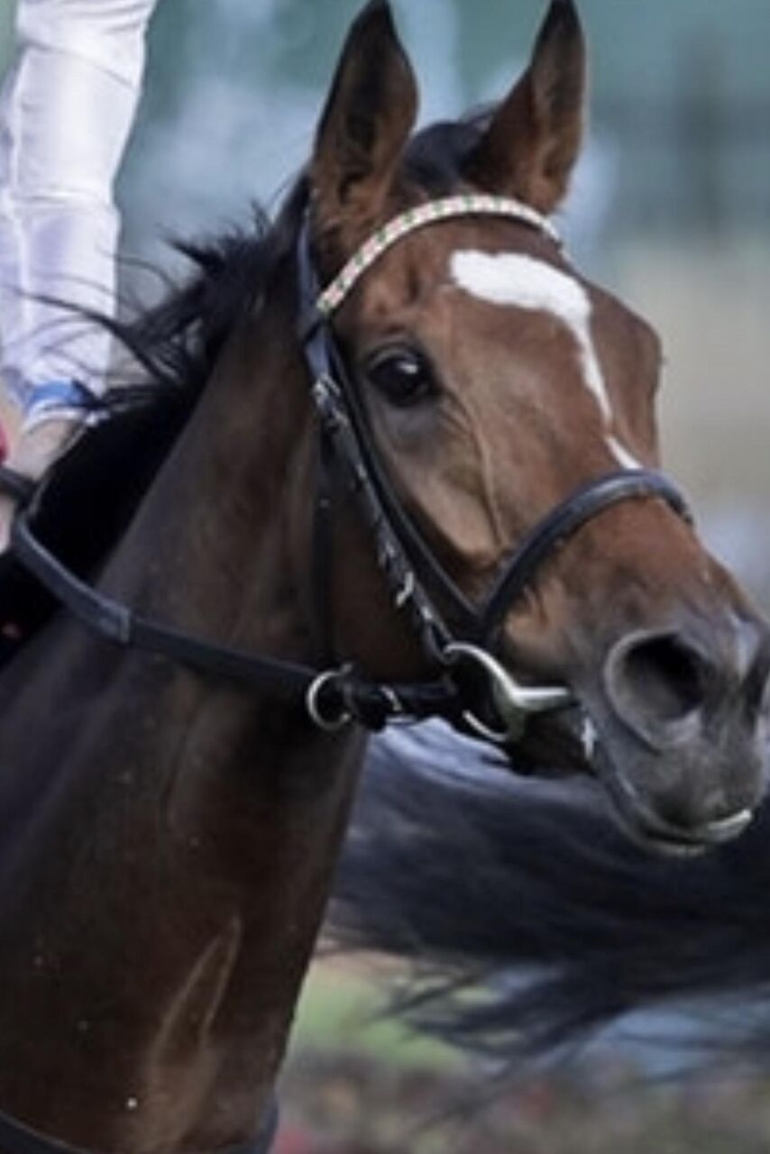 アーモンドアイ ルックスもno1な件 うまなみ 競馬にゅーす速報 アーモンドアイ ルックスもno1な件 うまなみ 競馬にゅーす速報