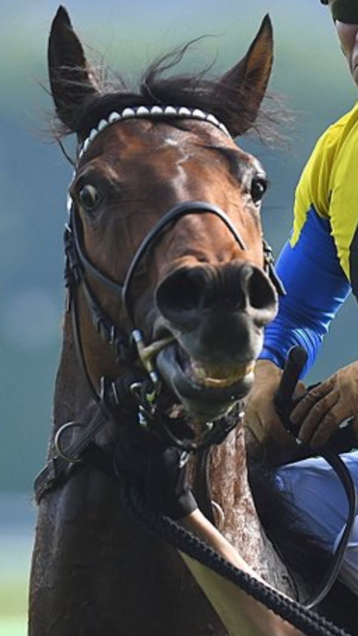 競馬 サトノダイヤモンドの見た目格好良すぎだろwwww うまなみ 競馬にゅーす速報 競馬 サトノダイヤモンドの見た目格好良すぎだろwwww うまなみ 競馬にゅーす速報