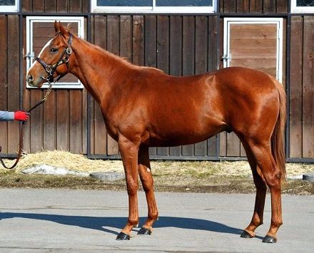 競馬 父フランケル 母デインドリームの2歳馬の名前 ソリッドドリーム うまなみ 競馬にゅーす速報 競馬 父フランケル 母デインドリームの2歳馬の名前 ソリッドドリーム うまなみ 競馬にゅーす速報