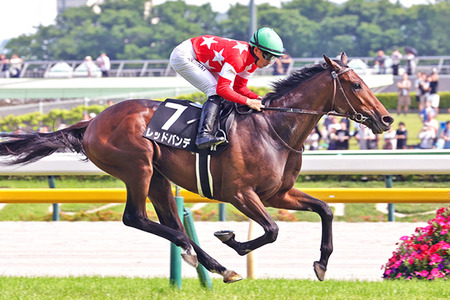 【中山7R】レッドバンデが2勝クラスに出走 (菊花賞5着、セントライト3着)