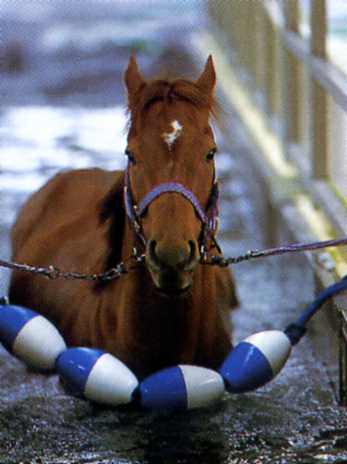 ゴールドドリームの泳ぐ姿が必死過ぎると話題 うまなみ 競馬にゅーす速報 ゴールドドリームの泳ぐ姿が必死過ぎると話題 うまなみ 競馬にゅーす速報