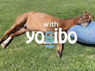 牧場見学でルールを守らず咬傷事故が多発……Yogiboヴェルサイユリゾートファームが警告