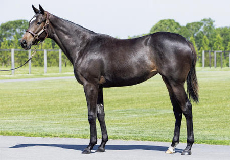 サートゥルナーリアの全妹テンペストが登録抹消