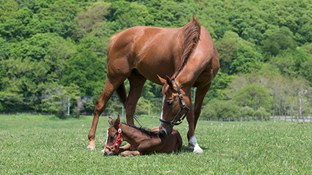 【名称募集】新種牡馬の最初だけ調子いい現象について