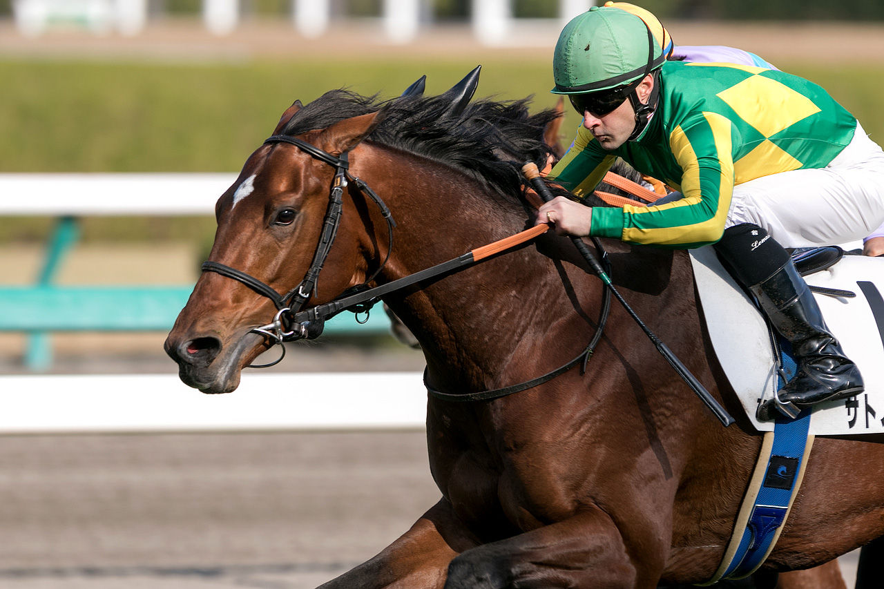 競馬 サトノダイヤモンドの見た目格好良すぎだろwwww うまなみ 競馬にゅーす速報 競馬 サトノダイヤモンドの見た目格好良すぎだろwwww うまなみ 競馬にゅーす速報