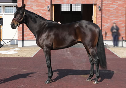 種牡馬ワールドプレミアが大成功な件