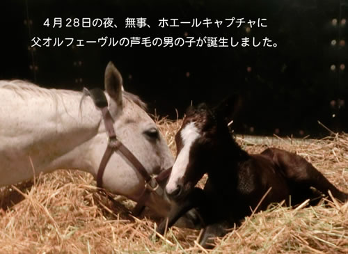 競馬 ホエールキャプチャの初子 父オルフェーヴル が誕生 うまなみ 競馬にゅーす速報 競馬 ホエールキャプチャの初子 父オルフェーヴル が誕生 うまなみ 競馬にゅーす速報