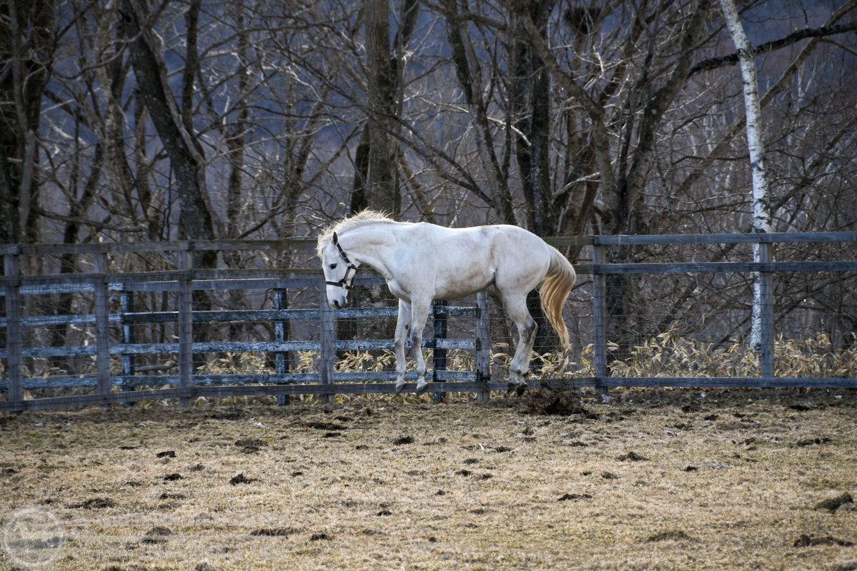 ゴールドシップさん ついに空中浮遊をマスターｗｗｗｗｗｗｗｗｗｗｗ うまなみ 競馬にゅーす速報