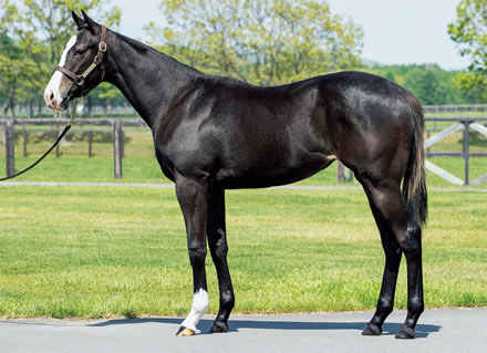 アーモンドアイ、シャトーブランシュの24の名前が決まる(父キタサンブラック)