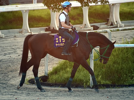 金鯱賞 サートゥルナーリアさん 追い切りで超抜タイムを計時 うまなみ 競馬にゅーす速報 金鯱賞 サートゥルナーリアさん 追い切りで超抜タイムを計時 うまなみ 競馬にゅーす速報
