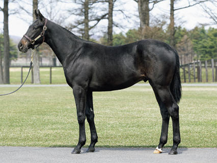 朗報 ディープインパクトの最高傑作が6月にデビューwww うまなみ 競馬にゅーす速報 朗報 ディープインパクトの最高傑作が6月にデビューwww うまなみ 競馬にゅーす速報