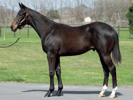 またまたまた三冠候補の怪物2歳馬発見