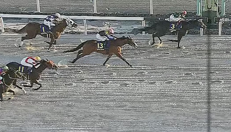 【JBCスプリント】大井のファーンヒルが優勝！1番人気初ダートのママコチャ2着