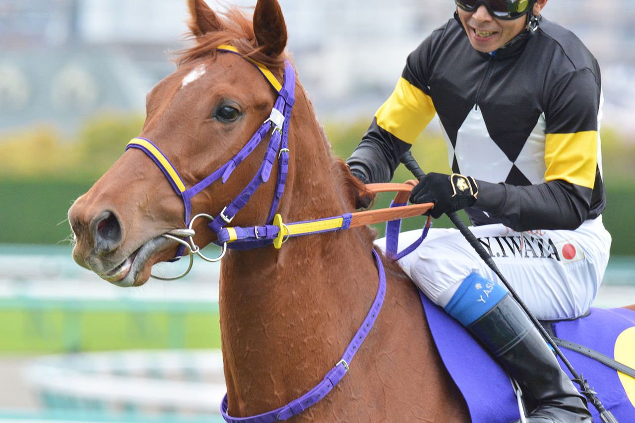 人間だったら美人で可愛いくてモテたと思う牝馬 うまなみ 競馬にゅーす速報 人間だったら美人で可愛いくてモテたと思う牝馬 うまなみ 競馬にゅーす速報