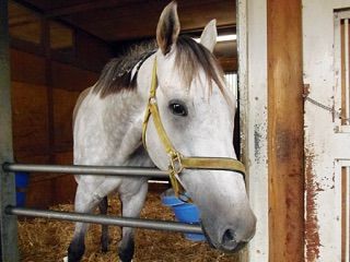 競馬 エイシンヒカリが芦毛っぽくなってきた件 うまなみ 競馬にゅーす速報