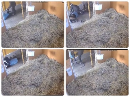 仔馬虐待疑惑で炎上の牧場がＸのアカウント削除