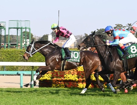 【フラワーC】スマートプリエール強すぎてワロタww