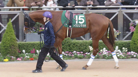 トウシンマカオ×ルメール来なかった理由教えて