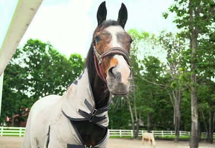 ウインドバーヘア御年35歳　人なら100歳超
