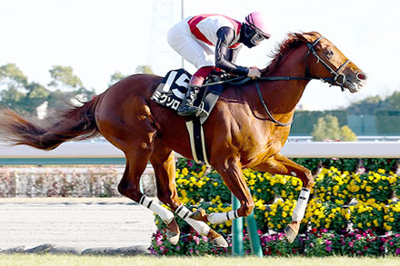 【競馬予想】第73回ダイヤモンドステークス(GIII) /2023
