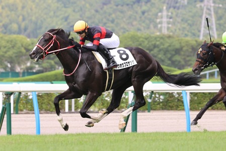 【2歳未勝利】4億馬ホウオウプロサンゲ、2戦目で無事勝ち上がる