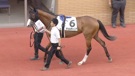 【競馬予想】 第12回アルテミスステークス(GⅢ) /2023