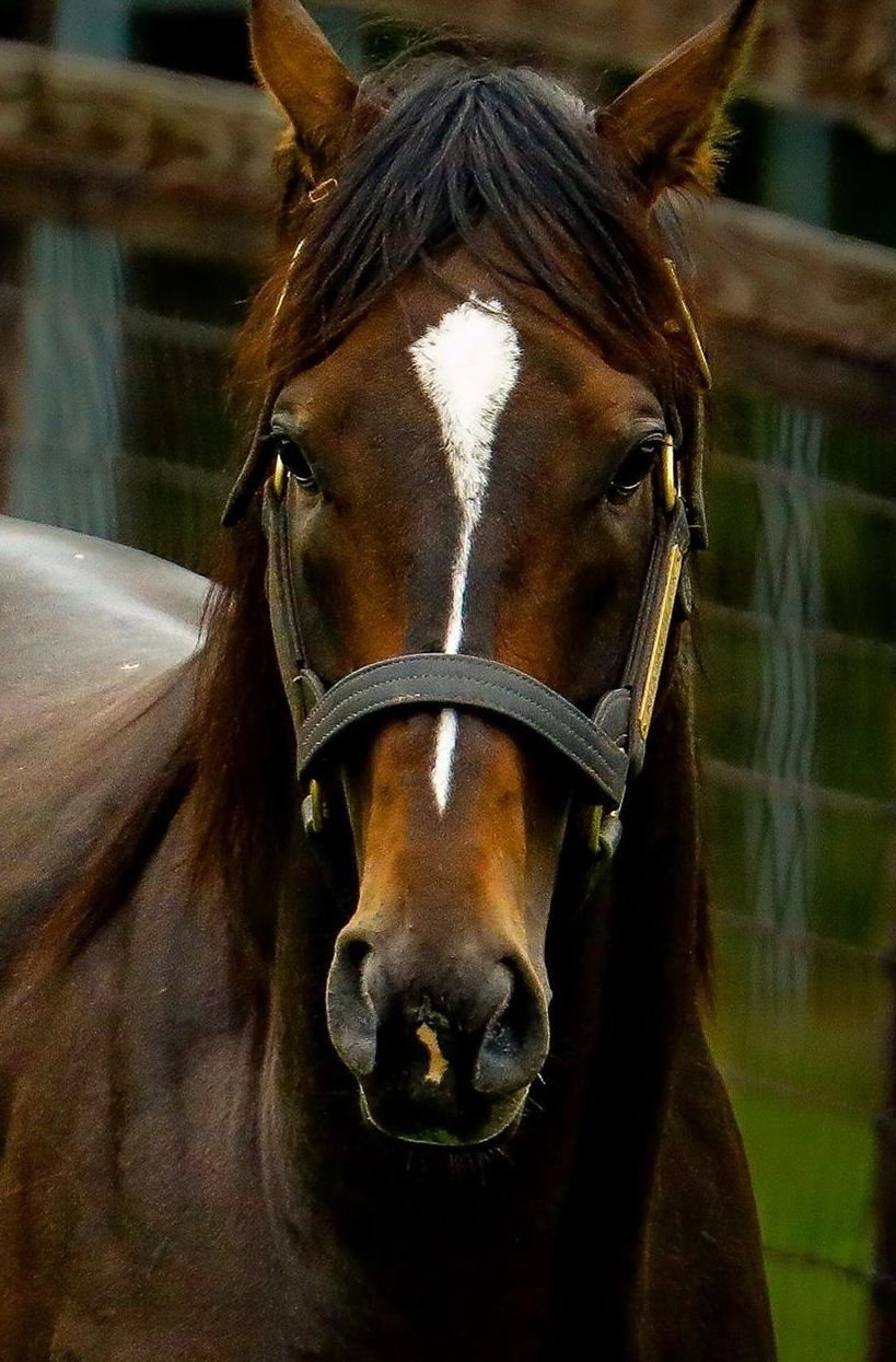 キタサンブラック イケメン写真集 うまなみ 競馬にゅーす速報 キタサンブラック イケメン写真集 うまなみ 競馬にゅーす速報