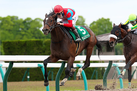 【フェブラリーS】何でラムジェットって人気してるの？