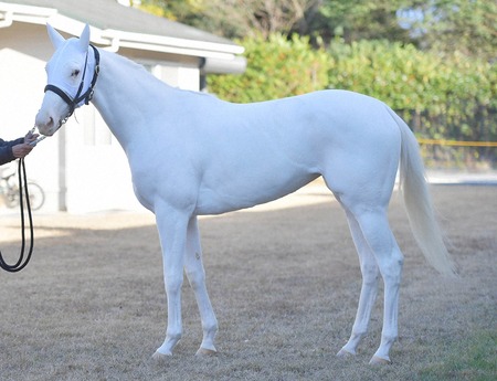 競馬 チャンネル 予想 まなみ う