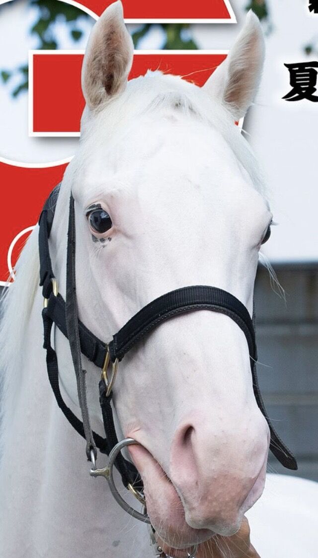 阪神jf 3戦無敗のソダシ 白毛馬初のｇiホースになるか うまなみ 競馬にゅーす速報