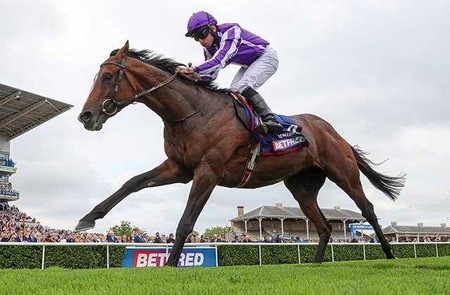 日本生まれのハーツクライ産駒コンティニュアスがアシュリンジャパンで種牡馬入り