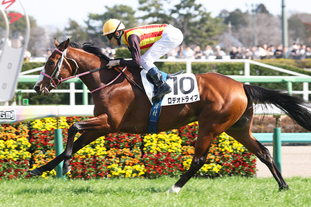 【競馬予想】 第44回ニュージーランドトロフィー(GⅡ) /2026