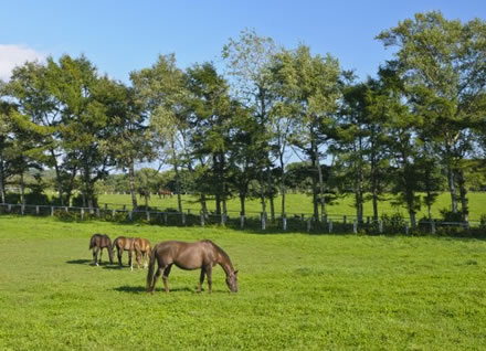 ウエストオーバーが日本で種牡馬入り　2023キングジョージ、凱旋門2着