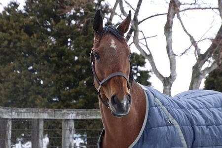 アーモンドアイの初仔の馬名「アロンズロッド」に決定　父エピファネイアの牡2歳