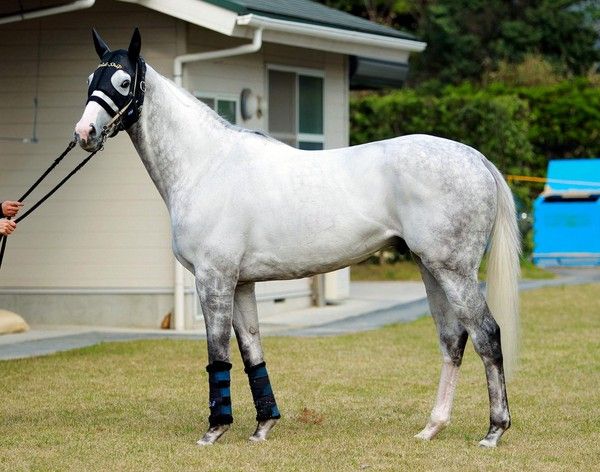 競馬 ゴールドシップ 頑丈すぎwwwwwwww うまなみ 競馬にゅーす速報