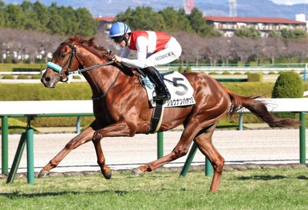 若駒Sを制したショウナンハヤナミ骨折で春絶望